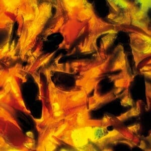Plague Rider — Intensities Review